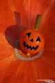 Citrouillle Halloween Originale Jeux de Toupie en Bois Orange Cadeau Jouet Enfant Collection Toupie Shop