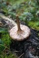 Toupie champignon deco en bois naturel jeu artisanal fabrication francaise achat cadeau insolite collection jeux Toupie Shop