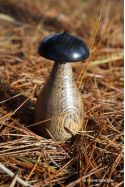 Toupie Bolet, magnifique champignon en bois et jeu artisanal fabriqué en France