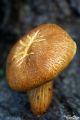  	Curiosite de la nature champignon magique orange Photo Toupie Shop magasin jouets collection jeux toupies artisanales