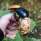  	Toupies champignons jeux en bois objet deco naturel artisanal achat cadeau fabrique en France collection Toupie Shop