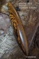 Baleine anagyre en bois palissandre de Bolivie artisanat sciences acheter cadeau jeux sculpture fabrication france Toupie Shop