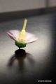 Quels jeux au printemps ? jouet fabrique au japon sakura fleur de cerisier achat cadeau original japonais magique Toupie Shop