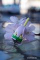 Porte bonheur jeux toupie sakura fleur de cerisier fabrique au japon achat jouet japonais cadeau original magique Toupie Shop