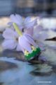  	Porte bonheur jeux toupie sakura fleur de cerisier fabrique au japon acheter jouet japonais cadeau original magie Toupie Shop