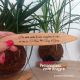 Rattleback Anagyre Jeux Bois Cadeau Personnalise Original Artisanal Particulier Entreprise Made in France Collection Toupie Shop