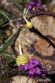 Quels jeux en bois avec abeille mini toupie fabrication artisanale petit jouet de collection cadeau apiculteur