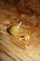 Miel abeille apiculteur mini toupies en bois erable acheter petit jouet apicole fabrication artisanale magasin toupie shop