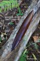  	Rattleback anagyre en bois tachete rare amourette artisanat cadeau unique fabrique en france collection jeux toupie Shop