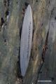  	Anagyre toupie histoire incroyable jeux bois ancien chene des marais 6000 ans piece unique objet rare scientifique cadeau noel