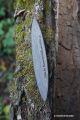 Rattleback anagyre toupie histoire incroyable jeux bois ancien chene des marais 6000 ans piece unique objet rare cadeau insolite