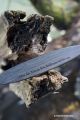 Rattleback anagyre toupie histoire incroyable jeux bois ancien chene des marais 6000 ans achat piece unique objet rare insolite