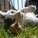 La Bulle, Jeux pour Chat ? Toupies Bois Jouet Fabriqué en France Jeux de Fille et Garçon Toupie Shop Magasin de Jouet au Naturel