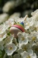 Rainbow Mini Toupie Bois Artisanal et Fiole en Verre Petit Jouet de Collection Toupie Shop Boutique Jeux Original Cadeau Adulte