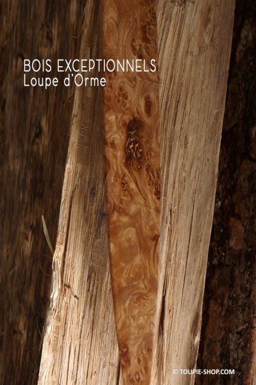 Rattleback Anagyre en Bois exceptionnels Toupie en Loupe Orme bois rare local Collection Toupie Shop Magasin Jouet Artisanal