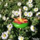Comment fonctionne lancer toupie avec ficelle Jeux en Bois pour Enfant Jouet Vintage Fleur Cadeau Collection Toupies