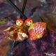 Toupie Geisha Jeux en Papier Origami Jouet de Collection Art Culture Japon Tradition Toupie Shop Magasin Jouets en bois